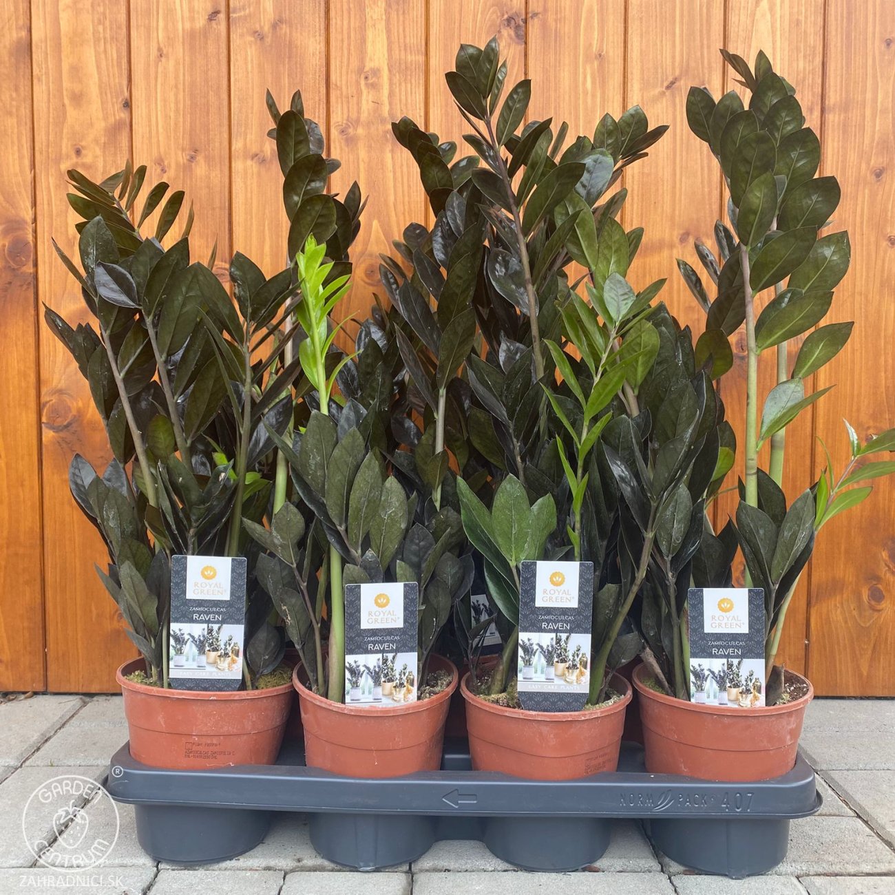 Obrázok Zamiokulkas (Zamioculcas zamifolia) ´RAVEN´ - výška 50-60 cm, kont. C2L
